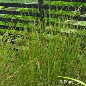 Juncus inflexus