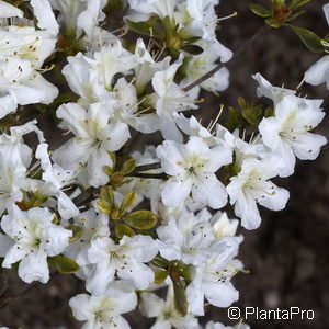 Rhododendron (Japanische Azalee)'Schneeglanz'