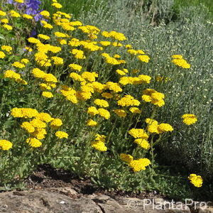 Achillea tomentosa