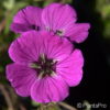 Geranium sanguineum'Splendens'