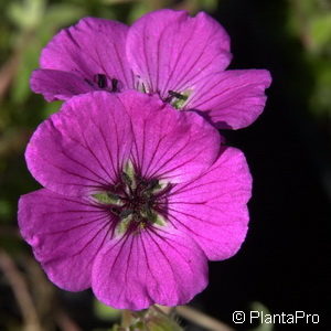 Geranium sanguineum'Splendens'