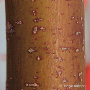 Acer palmatum'Atropurpureum'