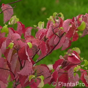 Cornus florida