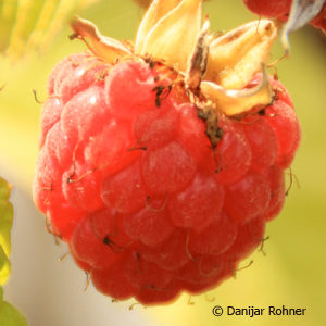 Rubus (Himbeere)'Meeker'