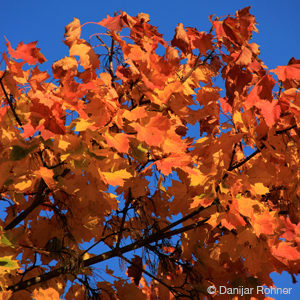 Acer platanoides