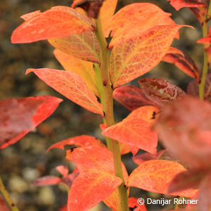 Vaccinium (Kulturheidelbeere)'Goldtraube'