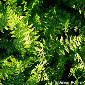 Athyrium filix-femina