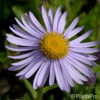 Aster tongolensis