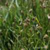 Sesleria caerulea