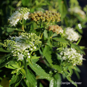 Spiraea japonica'Albiflora'