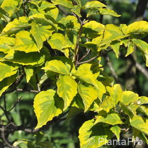 Cornus florida'Rainbow'