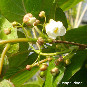 Actinidia kolomikta