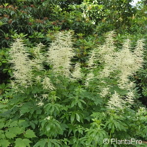 Aruncus dioicus
