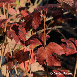 Viburnum opulus'Roseum'
