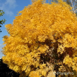 Fraxinus ornus