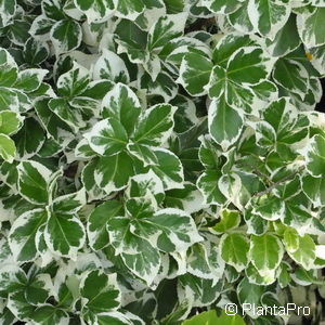 Euonymus fortunei'Emerald Gaiety'