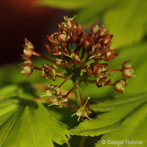 Acer shirasawanum'Aureum'