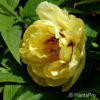 Paeonia suffruticosagelb