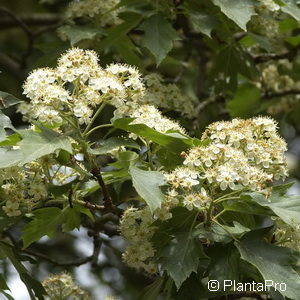 Sorbus torminalis