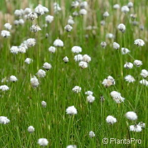 Eriophorum vaginatum