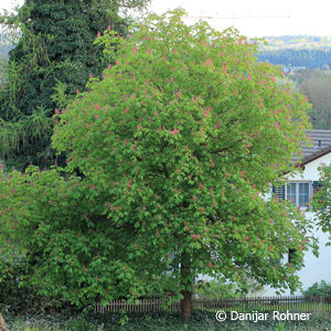 Aesculus carnea (x)'Briotii'