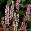 Persicaria bistorta