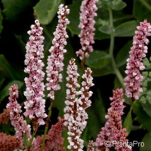 Persicaria bistorta