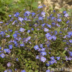 Veronica peduncularis'Georgia Blue'