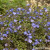 Veronica peduncularis'Georgia Blue'