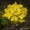 Rhododendron (Knaphill-Exbury Azalee)'Golden Sunset'