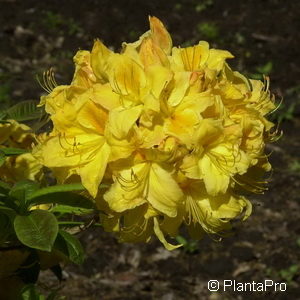 Rhododendron (Knaphill-Exbury Azalee)'Golden Sunset'