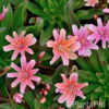 Lewisia longifolia'Little Plum'
