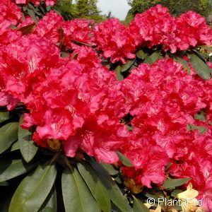 Rhododendron (Yakushimanum-Gruppe)'Astrid'