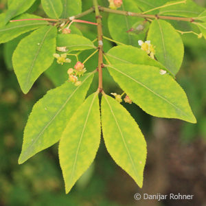 Euonymus alatus'Compactus'