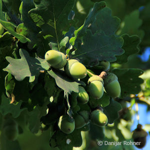 Quercus robur