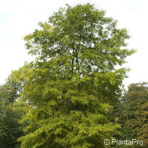 Gleditsia triacanthos