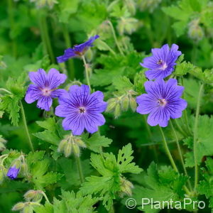 Geranium ibericum'Rosemoor'