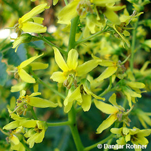 Koelreuteria paniculata