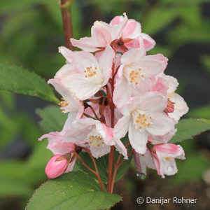 Deutzia purpurascens'Kalmiiflora'