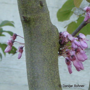 Cercis siliquastrum