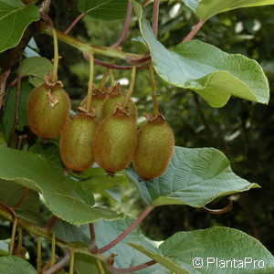 Actinidia deliciosaweiblich