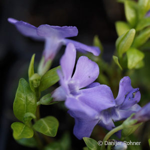 Vinca minorblau