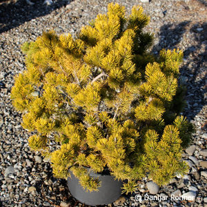 Pinus mugo'Wintergold'