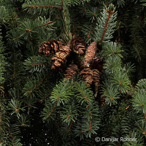 Picea omorika