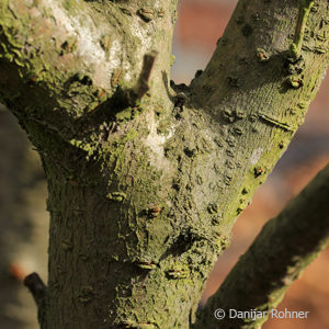 Prunus serrulata'Kanzan'