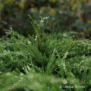 Juniperus media (x)'Mint Julep'