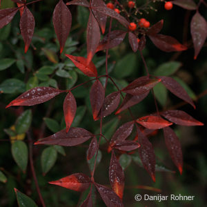Nandina domestica
