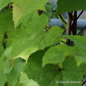 Vitis coignetiae