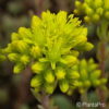 Sedum reflexum