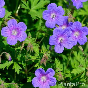 Geranium himalayense'Alpinum'